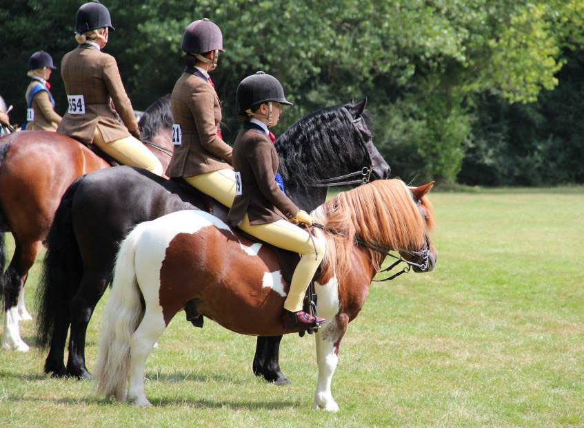 Shetland Pony - Brinleyview Camanchee - Gemma Pallett